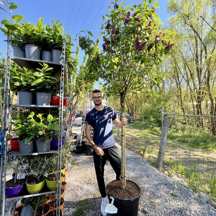  Orgován obyčajný (Syringa vulgaris) ´MADAM ANTOINE BUCHNER´ - výška 200-250 cm, kont. C55L - NA KMIENKU 